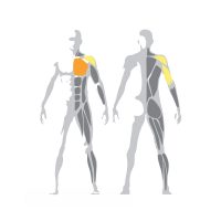 Technogym_Selection_Chest_Press-prsne-svaly