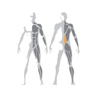 Technogym_Selection_Lower_Back-precvicovane-svaly